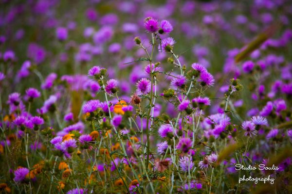 Kefalonia photographers23