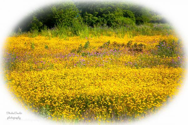 Kefalonia photographers43